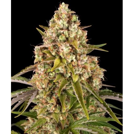 Critical Kush | Autoflower | Barney's Farm Seeds