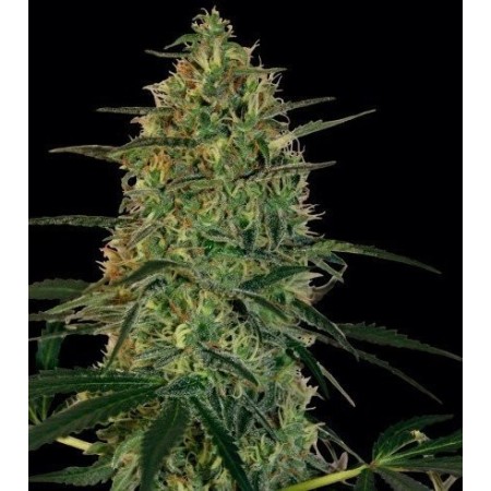 Malana Bomb | Autoflower | Barney's Farm Seeds