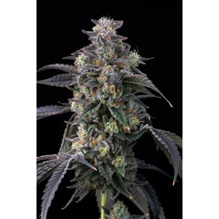 Super Boof | Feminized | Barney's Farm Seeds
