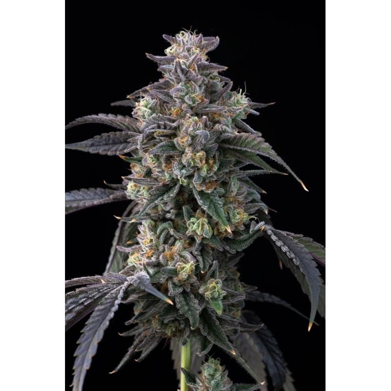 Super Boof | Feminized | Barney's Farm Seeds