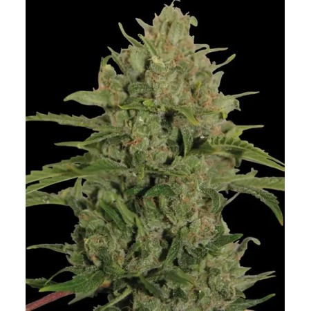 Triple Cheese | Feminized | Barney's Farm Seeds