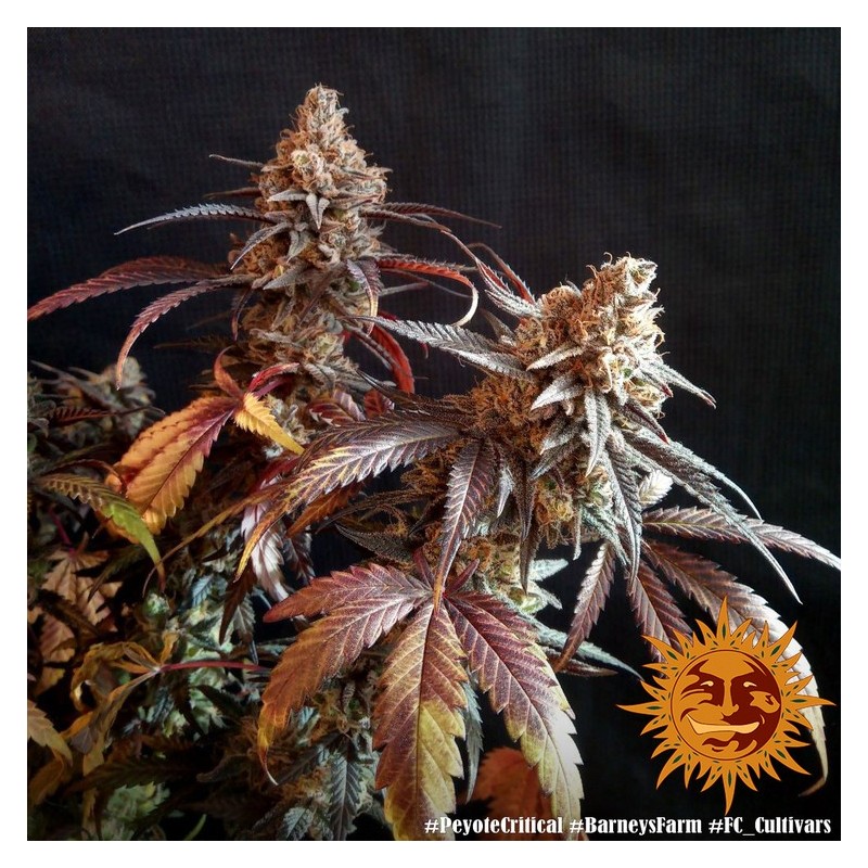 Peyote Critical | Feminized | Barney's Farm Seeds
