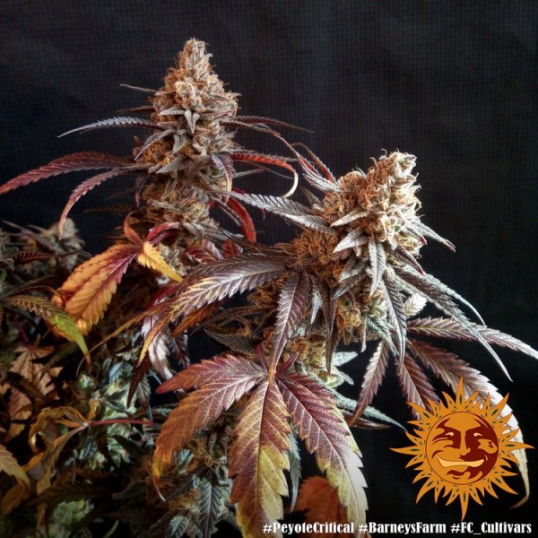 Peyote Critical | Barney's Farm Seeds | Feminized