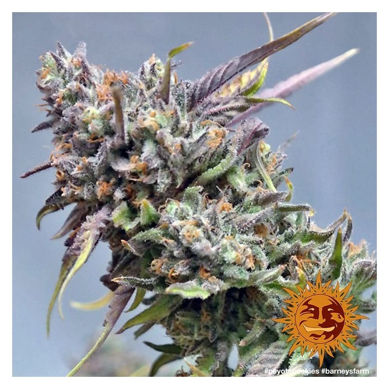 Peyote Cookies | Feminized | Barney's Farm Seeds