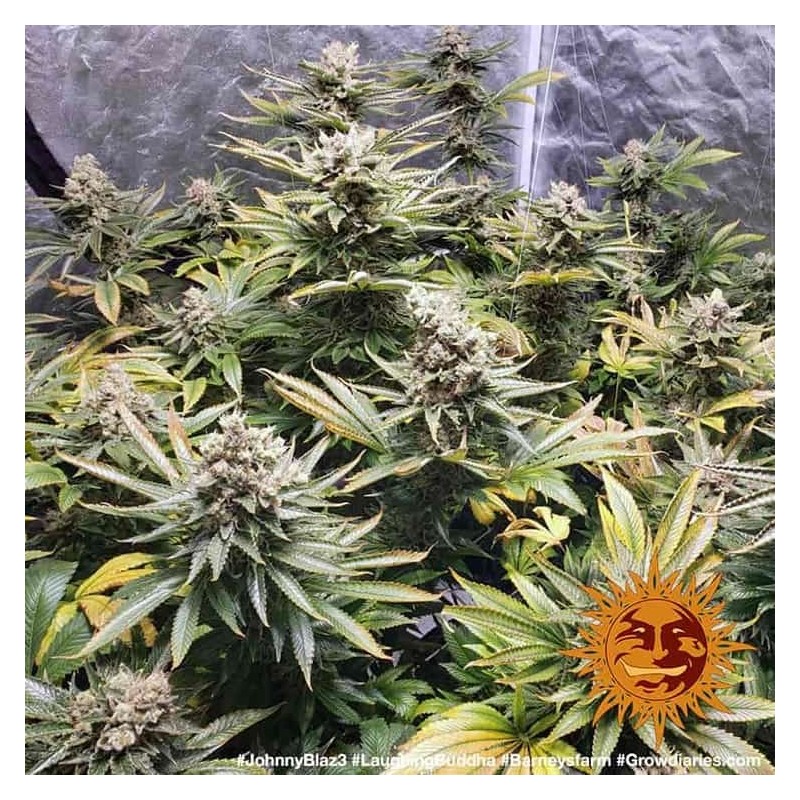 Laughing Buddha | Feminized | Barney's Farm Seeds