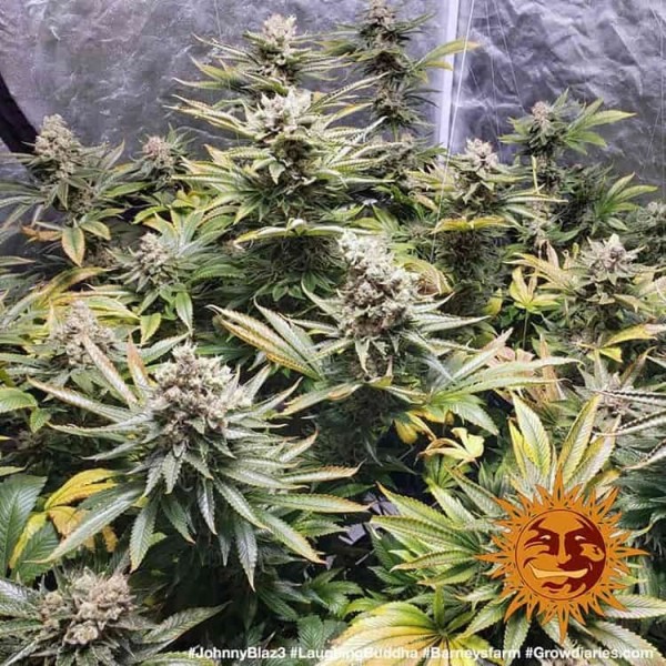 Laughing Buddha | Barney's Farm Seeds | Feminized