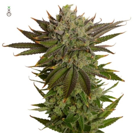 AK-020 | Feminized | Amsterdam Genetics Seeds