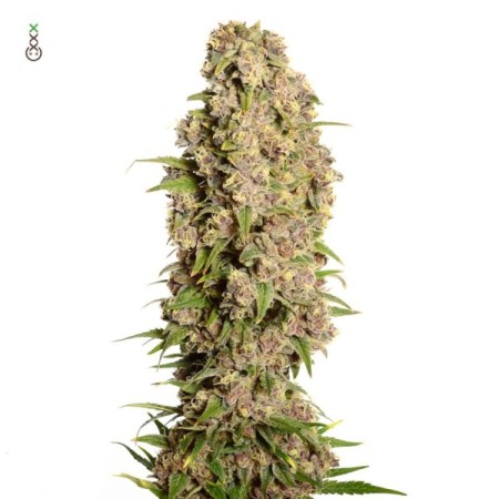 Amazing Haze | Feminized | Amsterdam Genetics Seeds