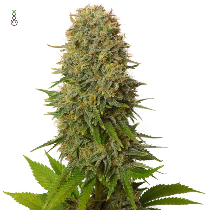 Amnesia Haze | Feminized | Amsterdam Genetics Seeds