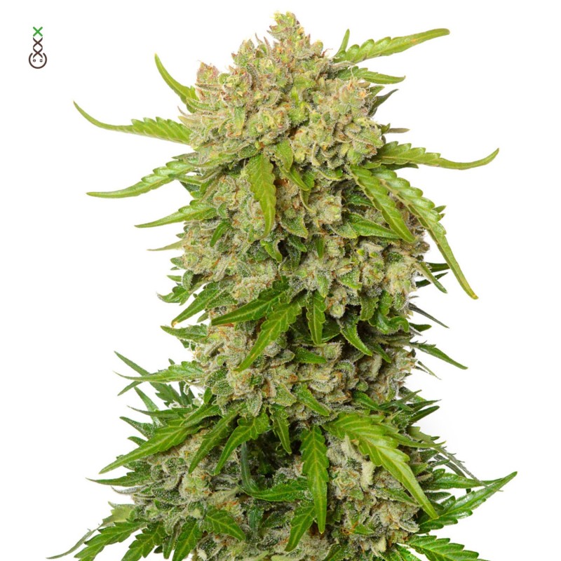Blue Amnesia | Autoflower | Amsterdam Genetics Seeds