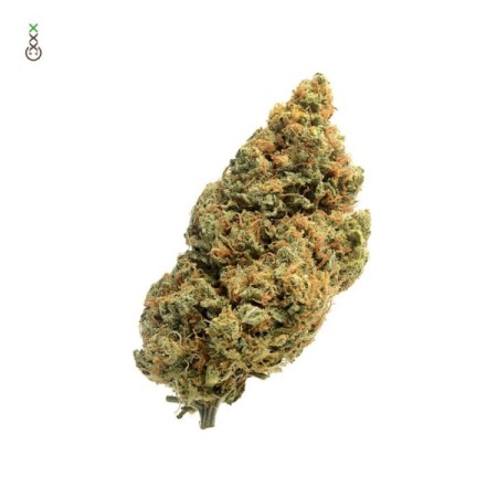 Blue Amnesia | Autoflower | Amsterdam Genetics Seeds