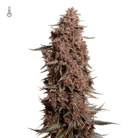 Blue Monkey CBD | Feminized | Amsterdam Genetics Seeds