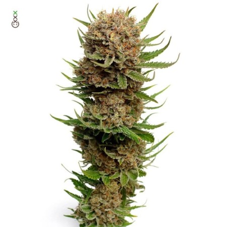 Candyfloss | Feminized | Amsterdam Genetics Seeds