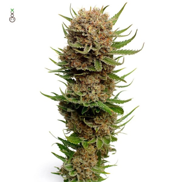 Candyfloss | Amsterdam Genetics Seeds | Feminized