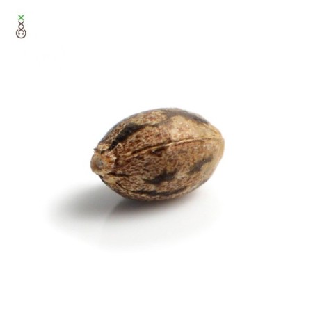 Candyfloss | Feminized | Amsterdam Genetics Seeds