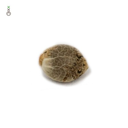 Choco Cheesecake | Feminized | Amsterdam Genetics Seeds
