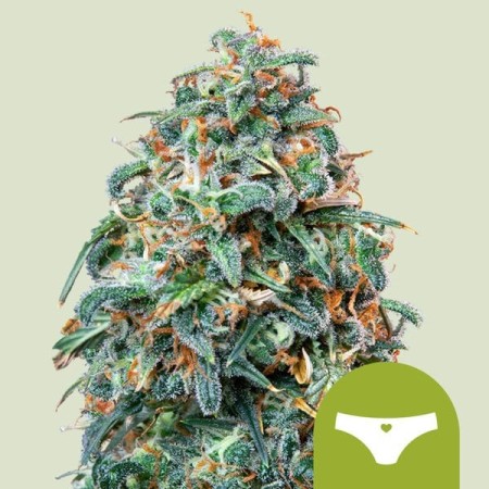 Sherbet Queen | Autoflowering | Royal Queen Seeds