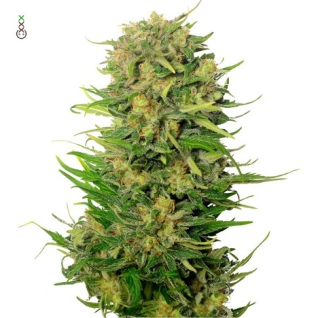 Choco Kush | Autoflower | Amsterdam Genetics Seeds