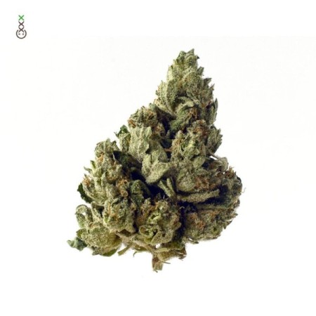 Choco Kush | Autoflower | Amsterdam Genetics Seeds