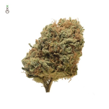 Critical Mass | Regular | Amsterdam Genetics Seeds