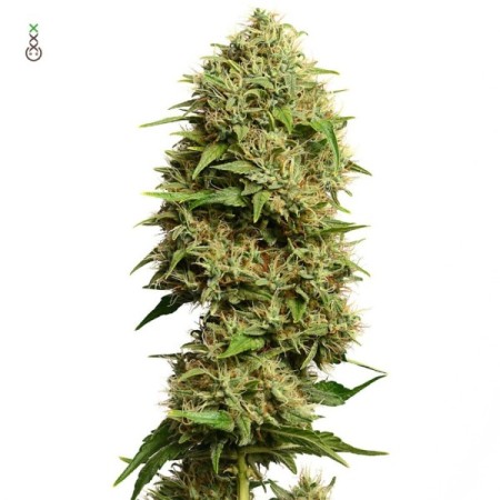 Fatkids Cake | Feminized | Amsterdam Genetics Seeds