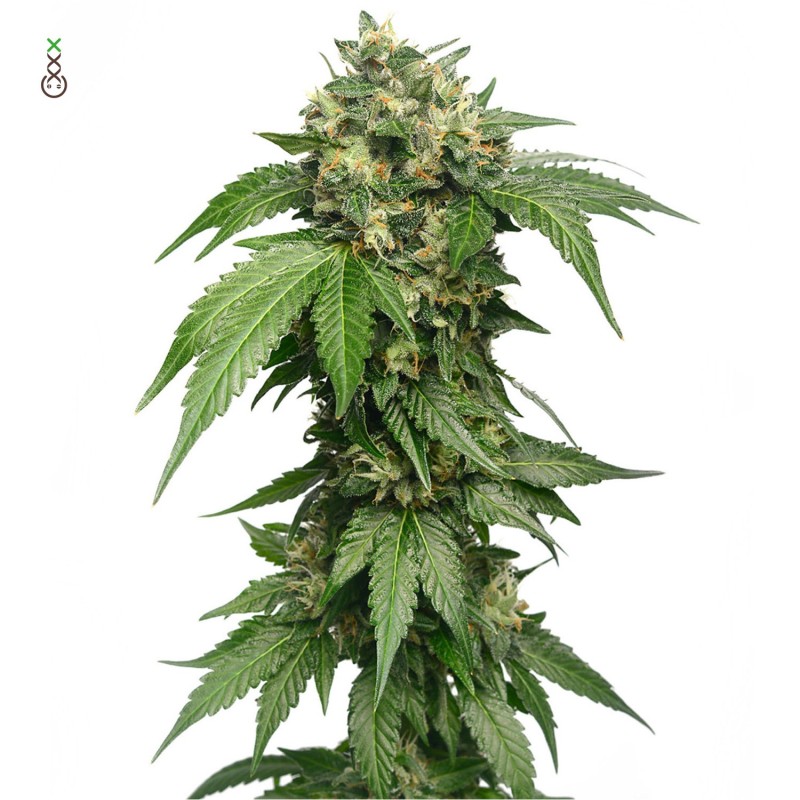 Grapefruit Superstar | Feminized | Amsterdam Genetics Seeds