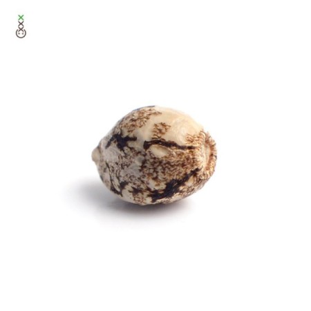 Grapefruit Superstar | Feminized | Amsterdam Genetics Seeds