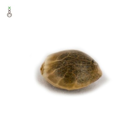 Green Magic | Feminized | Amsterdam Genetics Seeds