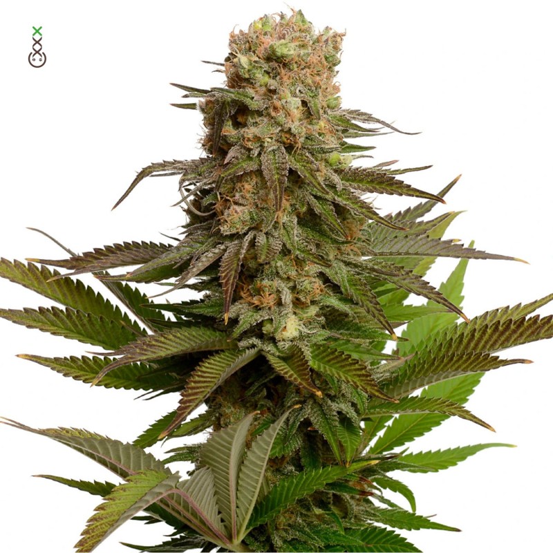 Kosher Choco Kush | Feminized | Amsterdam Genetics Seeds