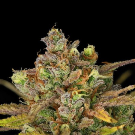 Sweet ZZ | Autoflowering | Royal Queen Seeds