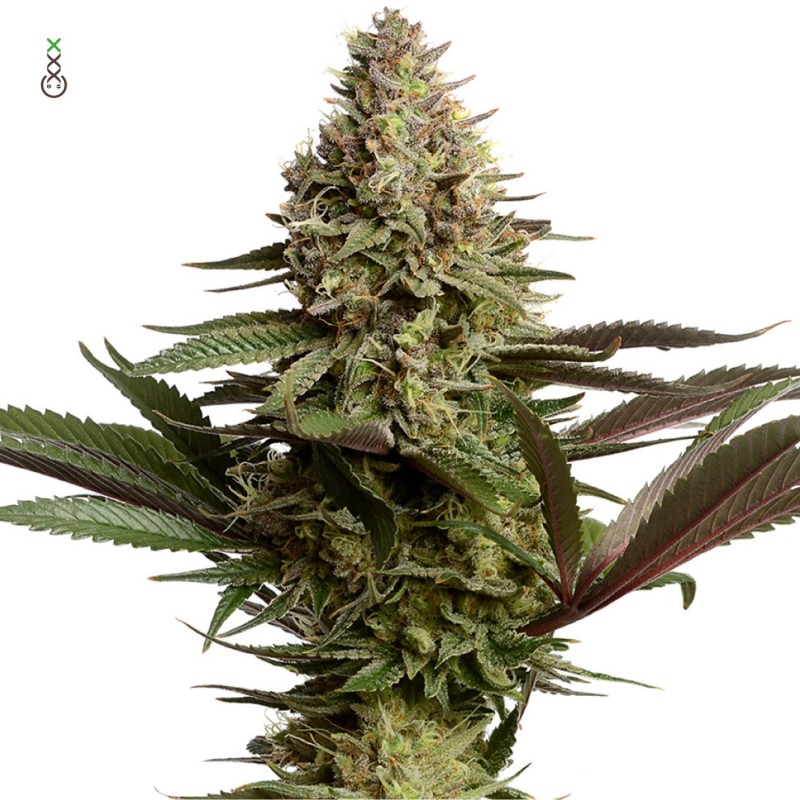 Magic OG Kush | Feminized | Amsterdam Genetics Seeds