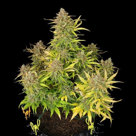 Sweet ZZ | Autoflowering | Royal Queen Seeds