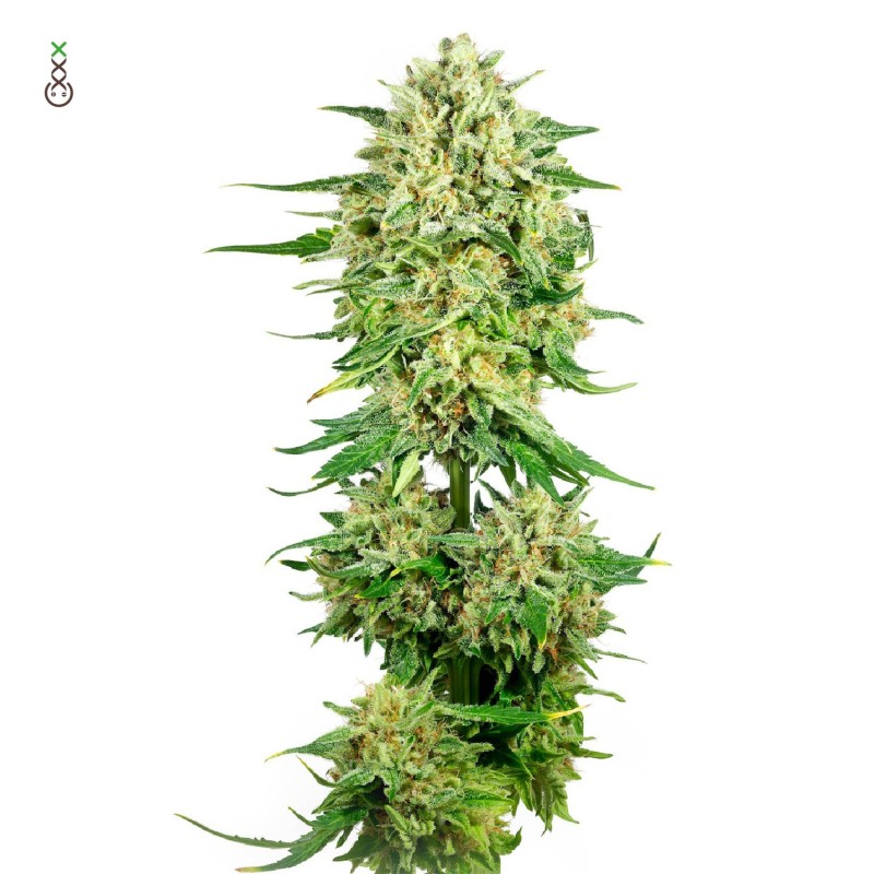 Royal Choco | Feminized | Amsterdam Genetics Seeds