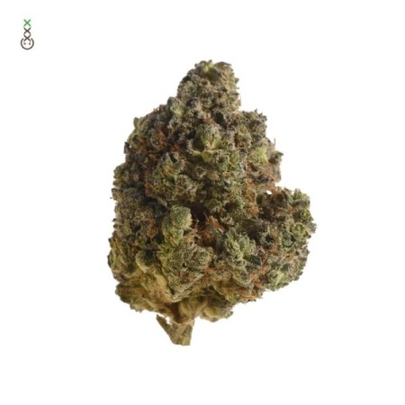 Royal Choco | Feminized | Amsterdam Genetics Seeds
