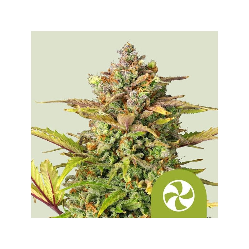 Sweet ZZ | Autoflowering | Royal Queen Seeds