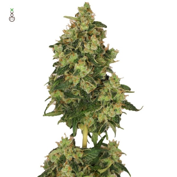 Skyrocket | Amsterdam Genetics Seeds | Feminized