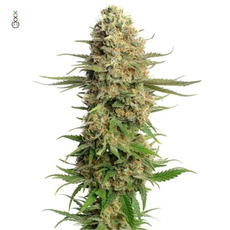 Skywalker Saga | Feminized | Amsterdam Genetics Seeds