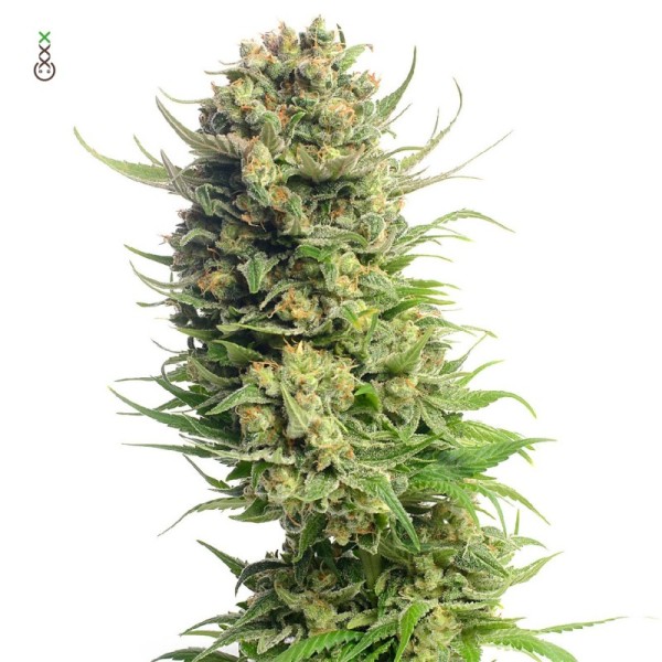 Spicebomb | Amsterdam Genetics Seeds | Feminized