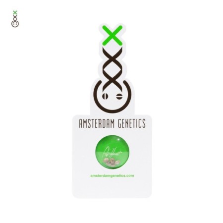 Spicebomb | Feminized | Amsterdam Genetics Seeds