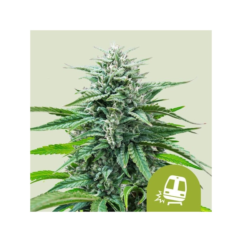 Trainwreck | Autoflowering | Royal Queen Seeds