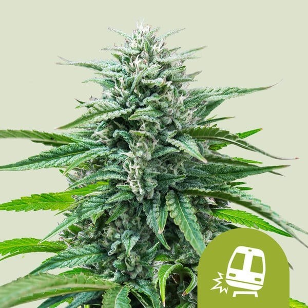 Trainwreck | Royal Queen Seeds | Autoflowering