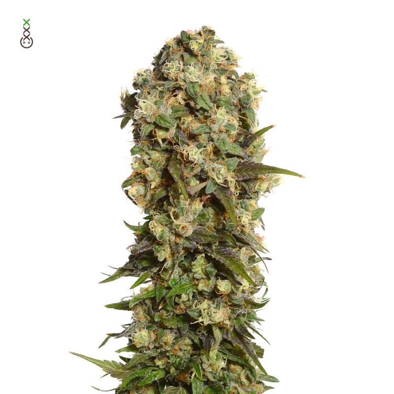 White Choco Haze | Feminized | Amsterdam Genetics Seeds