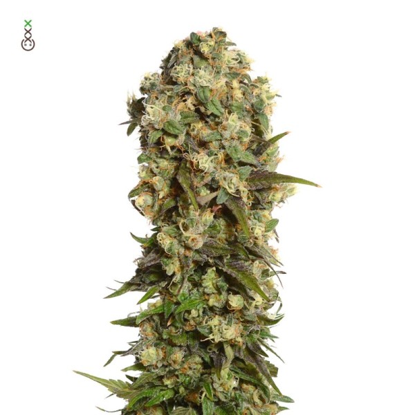 White Choco Haze | Amsterdam Genetics Seeds | Feminized