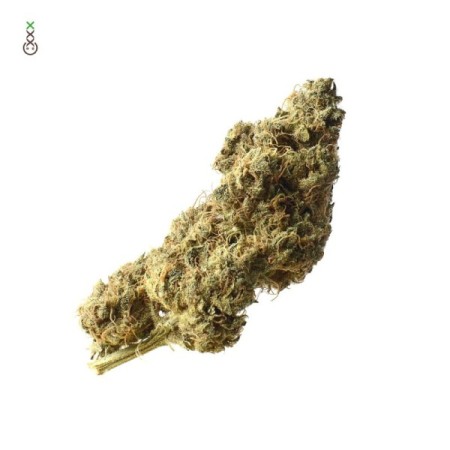 White Choco Haze | Feminized | Amsterdam Genetics Seeds