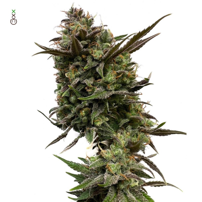 White Choco | Feminized | Amsterdam Genetics Seeds