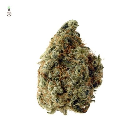 White Choco | Feminized | Amsterdam Genetics Seeds