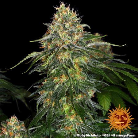 Moby Dick | Feminized | Barney's Farm Seeds