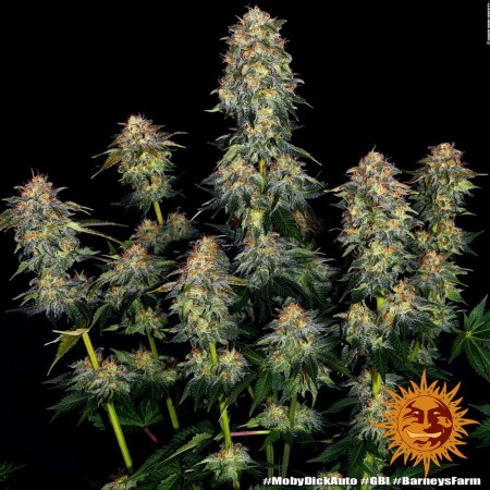 Moby Dick | Feminized | Barney's Farm Seeds