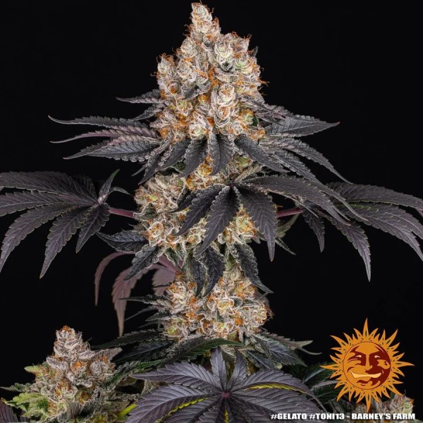 Bubblegum Gelato | Barney's Farm Seeds | Feminized