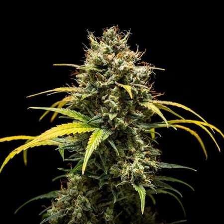 Triple G | Autoflowering | Royal Queen Seeds
